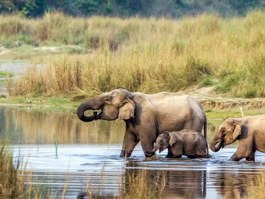 Luxury Safari Tour in Nepal