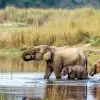 Luxury Safari Tour in Nepal